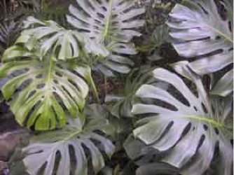 monstera deliciosa leaves