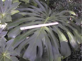 very large leaf